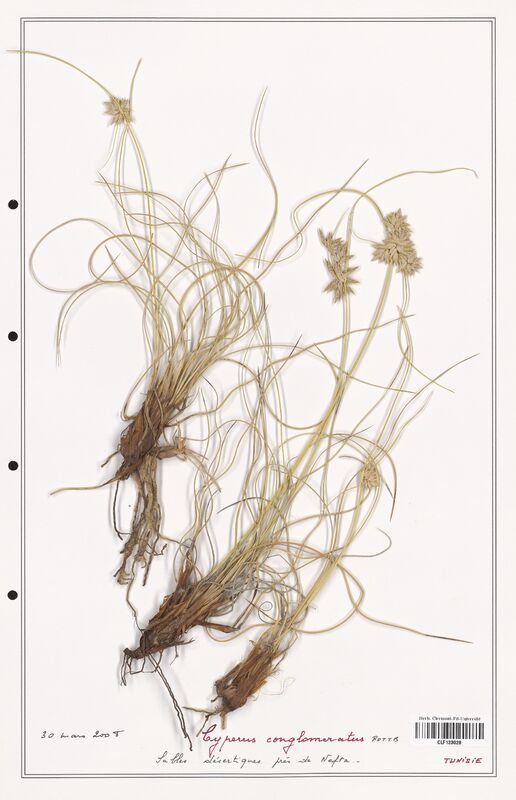 Cyperus conglomeratus  (Cyperaceae)