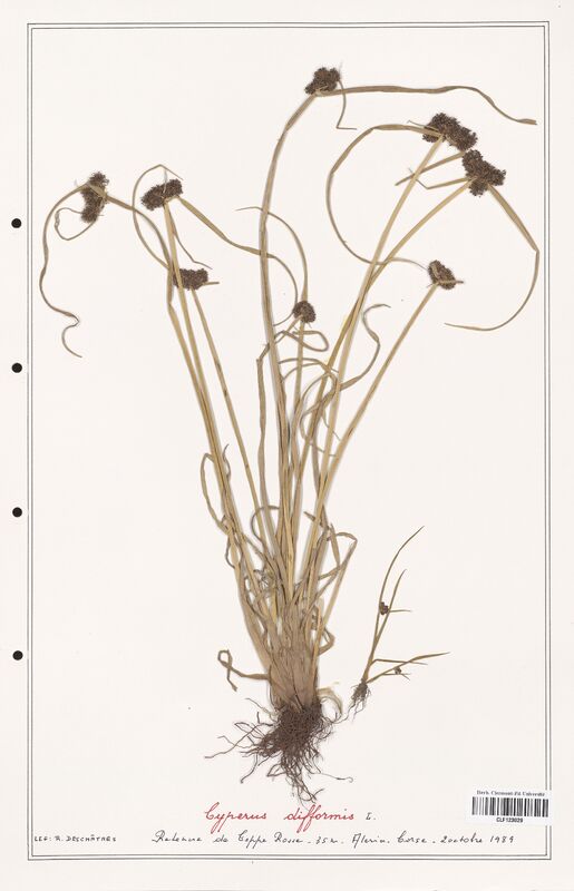 Cyperus difformis  (Cyperaceae)