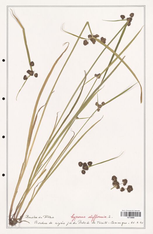 Cyperus difformis  (Cyperaceae)