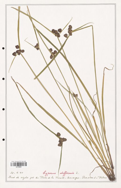 Cyperus difformis  (Cyperaceae)