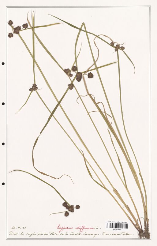 Cyperus difformis  (Cyperaceae)