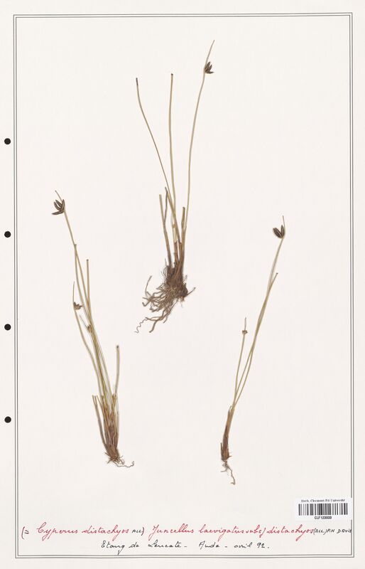 Cyperus distachyos  (Cyperaceae)