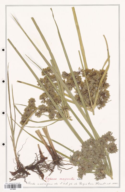 Cyperus eragrostis  (Cyperaceae)