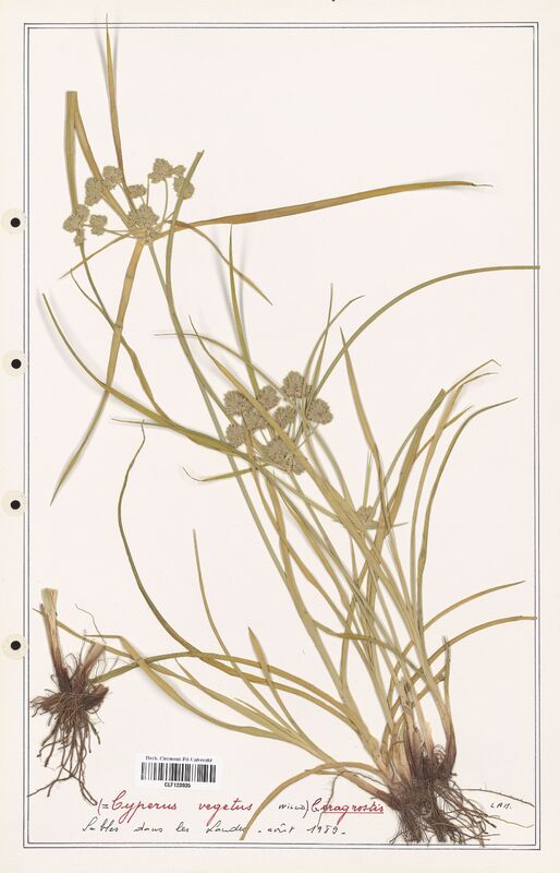 Cyperus eragrostis  (Cyperaceae)