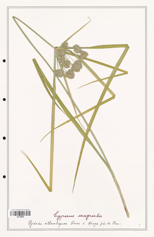 Cyperus eragrostis  (Cyperaceae)