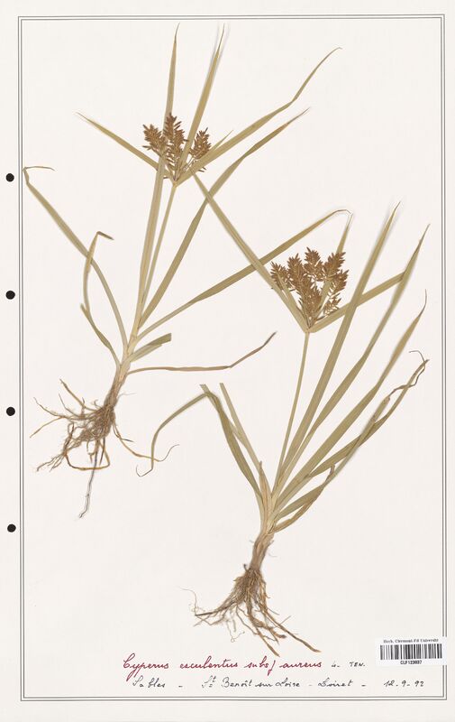 Cyperus esculentus  (Cyperaceae)