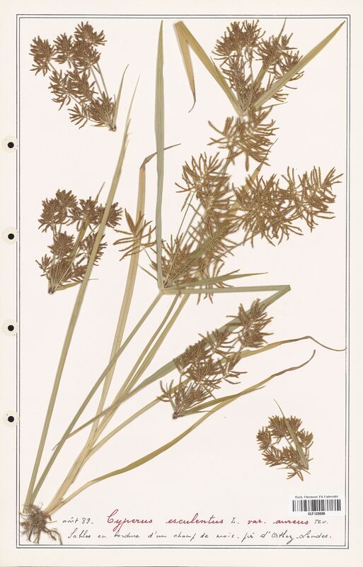 Cyperus esculentus  (Cyperaceae)