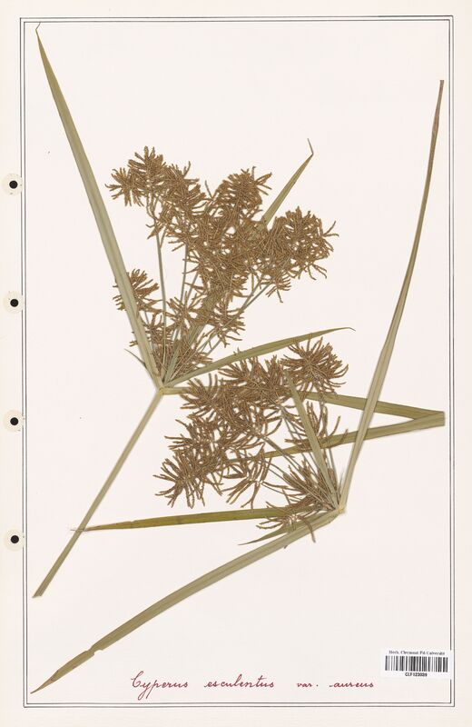 Cyperus esculentus  (Cyperaceae)