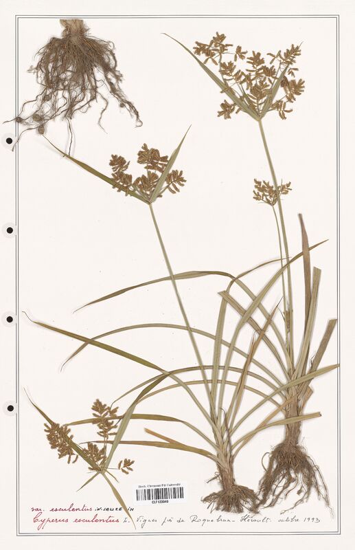 Cyperus esculentus  (Cyperaceae)