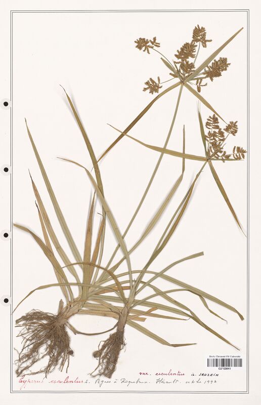 Cyperus esculentus  (Cyperaceae)