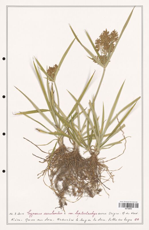 Cyperus esculentus  (Cyperaceae)