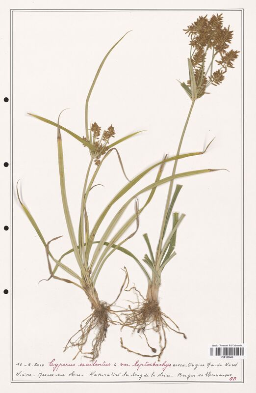 Cyperus esculentus  (Cyperaceae)