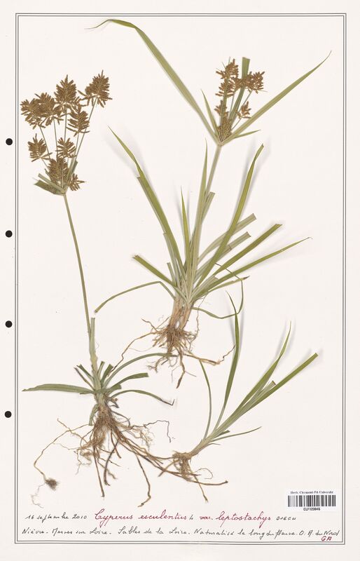 Cyperus esculentus  (Cyperaceae)