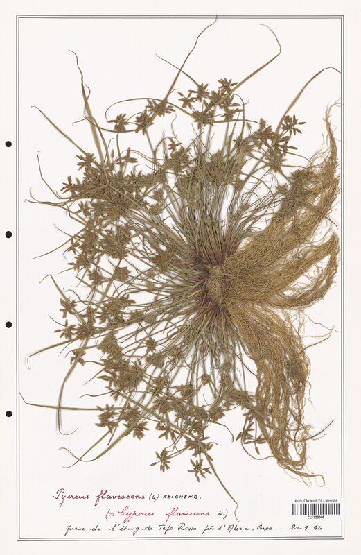 Cyperus flavescens  (Cyperaceae)