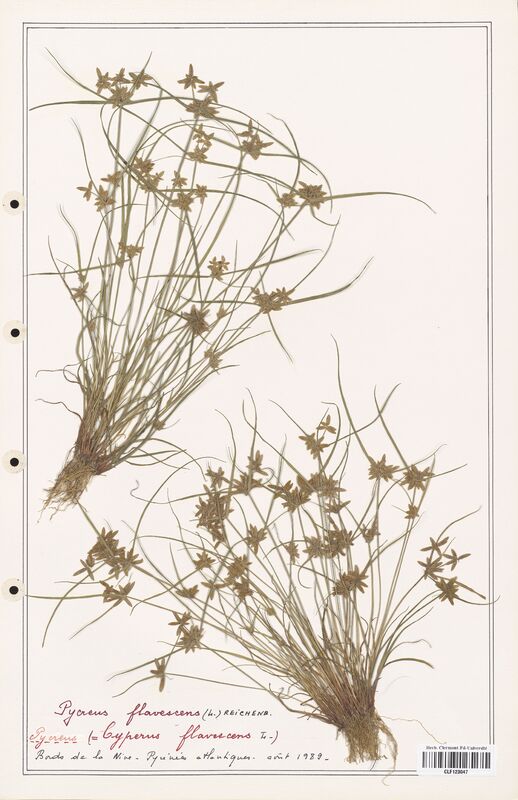 Cyperus flavescens  (Cyperaceae)