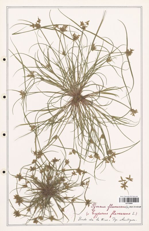 Cyperus flavescens  (Cyperaceae)