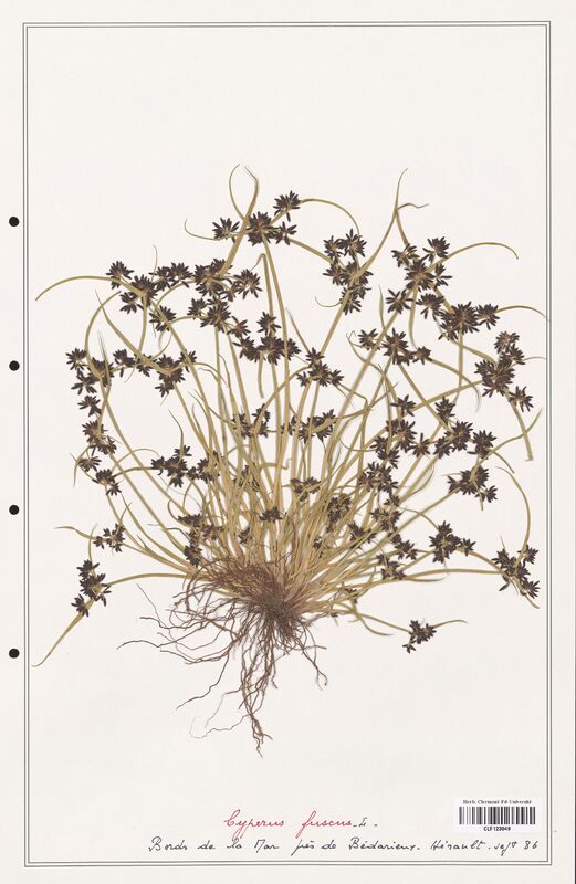 Cyperus fuscus  (Cyperaceae)