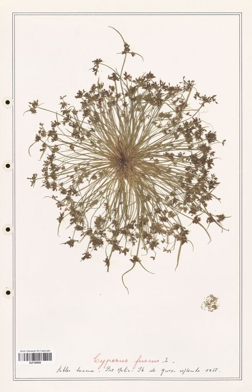 Cyperus fuscus  (Cyperaceae)