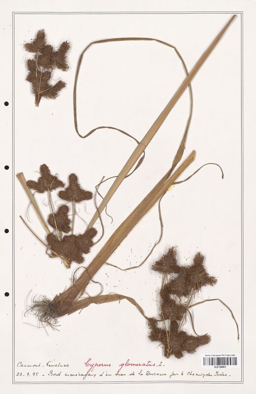 Cyperus glomeratus  (Cyperaceae)