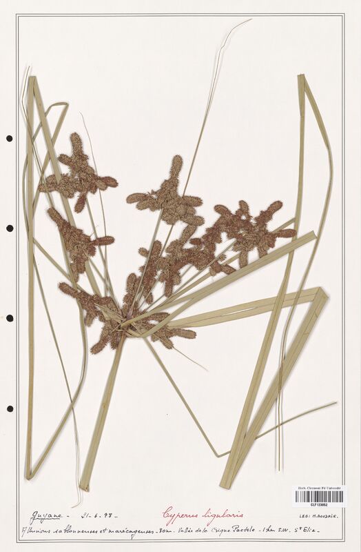 Cyperus ligularis  (Cyperaceae)