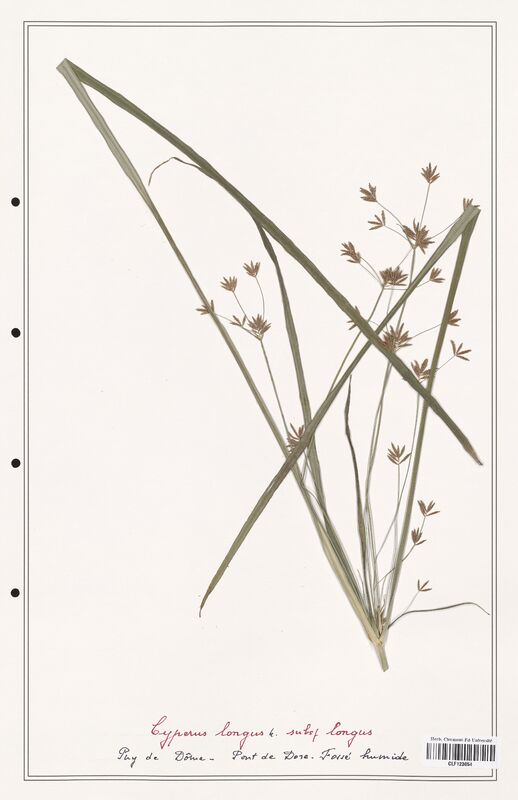 Cyperus longus  (Cyperaceae)