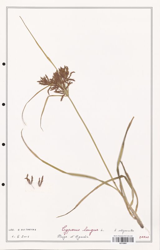 Cyperus longus  (Cyperaceae)