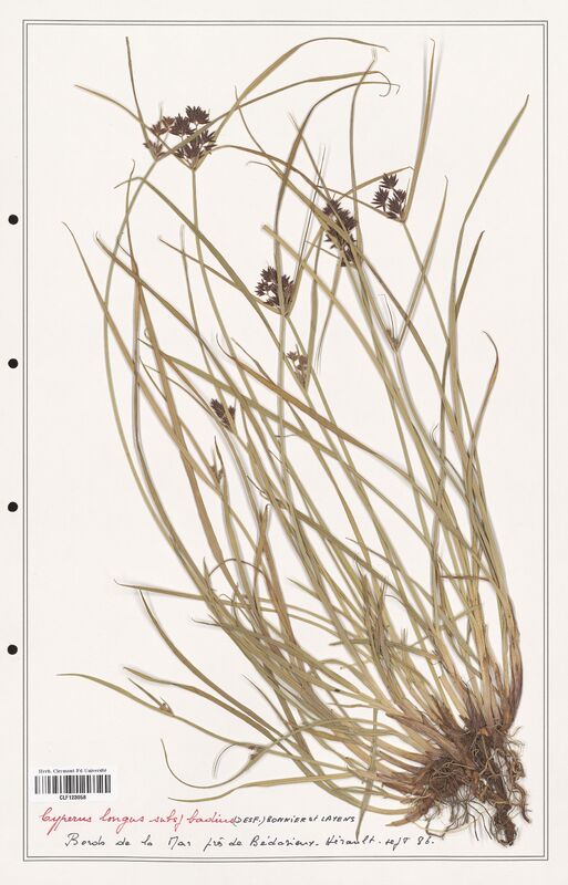 Cyperus longus  (Cyperaceae)