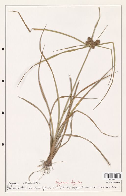 Cyperus luzulae  (Cyperaceae)
