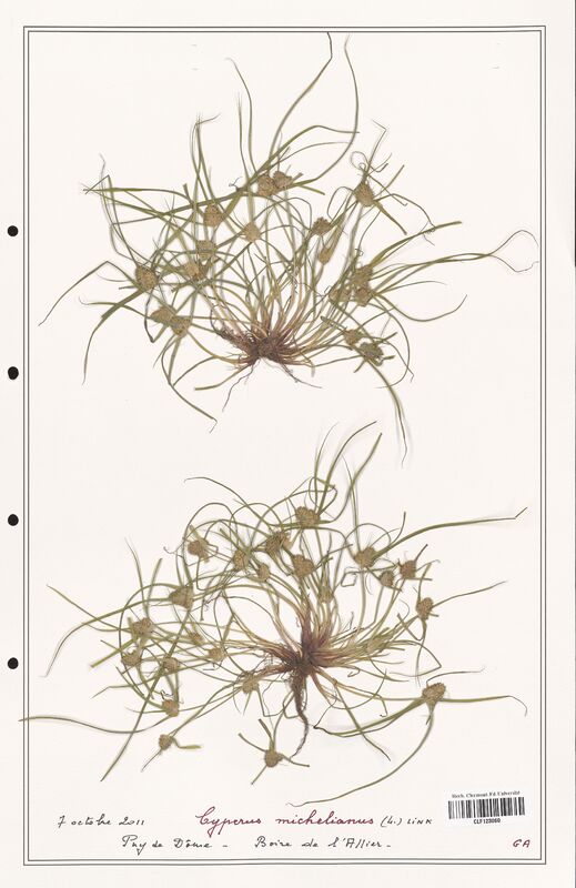 Cyperus michelianus  (Cyperaceae)