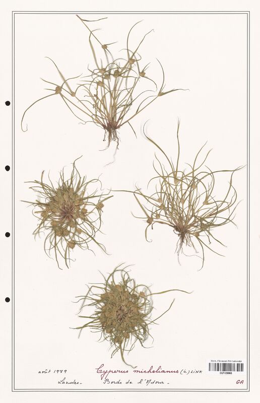 Cyperus michelianus  (Cyperaceae)