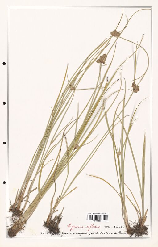 Cyperus reflexus  (Cyperaceae)