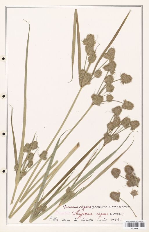 Cyperus rigens  (Cyperaceae)