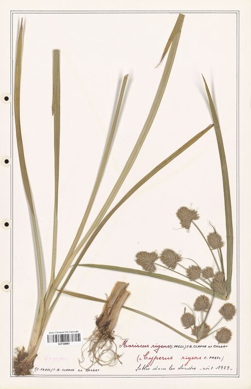 Cyperus rigens  (Cyperaceae)