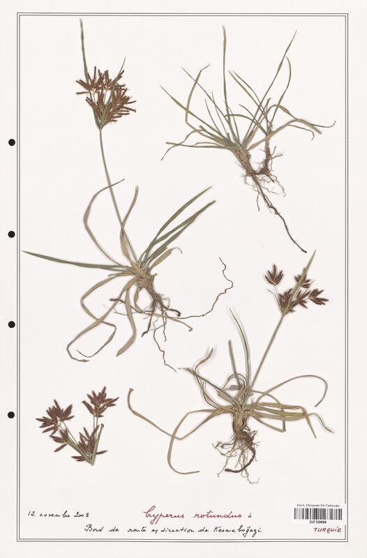 Cyperus rotundus  (Cyperaceae)