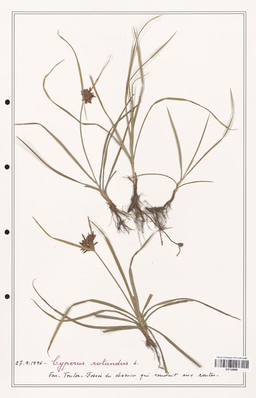 Cyperus rotundus  (Cyperaceae)