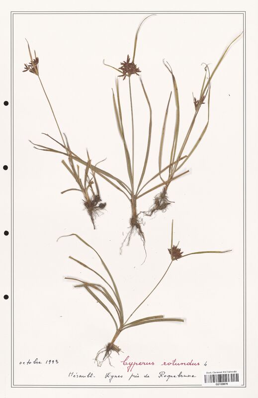 Cyperus rotundus  (Cyperaceae)