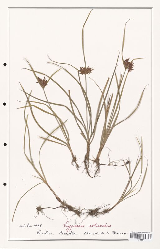 Cyperus rotundus  (Cyperaceae)