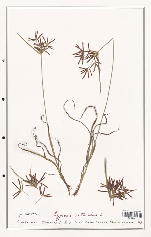 Cyperus rotundus  (Cyperaceae)