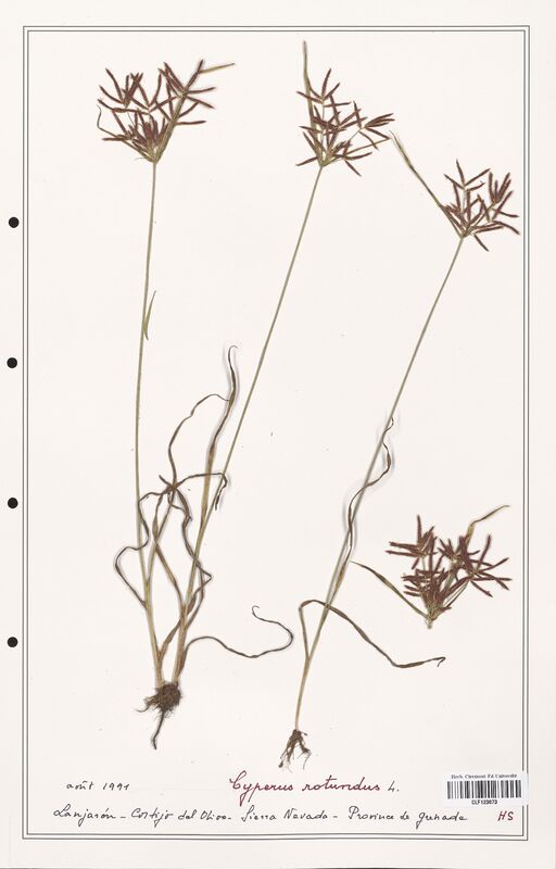 Cyperus rotundus  (Cyperaceae)