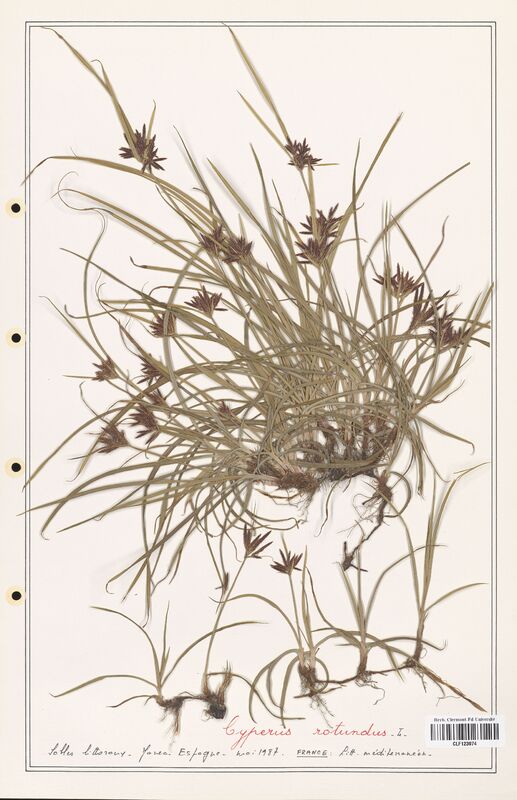 Cyperus rotundus  (Cyperaceae)