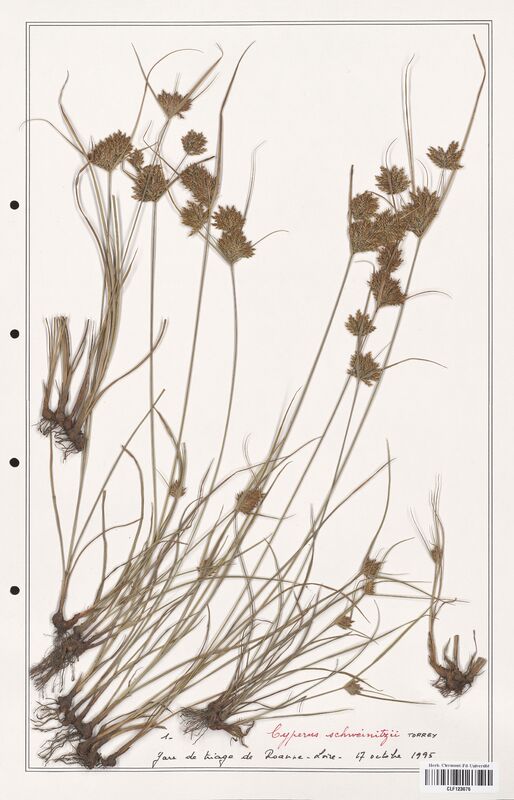 Cyperus schweinitzii  (Cyperaceae)