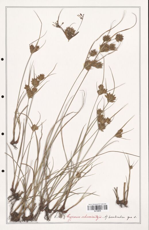 Cyperus schweinitzii  (Cyperaceae)