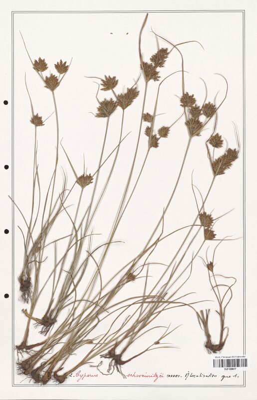 Cyperus schweinitzii  (Cyperaceae)