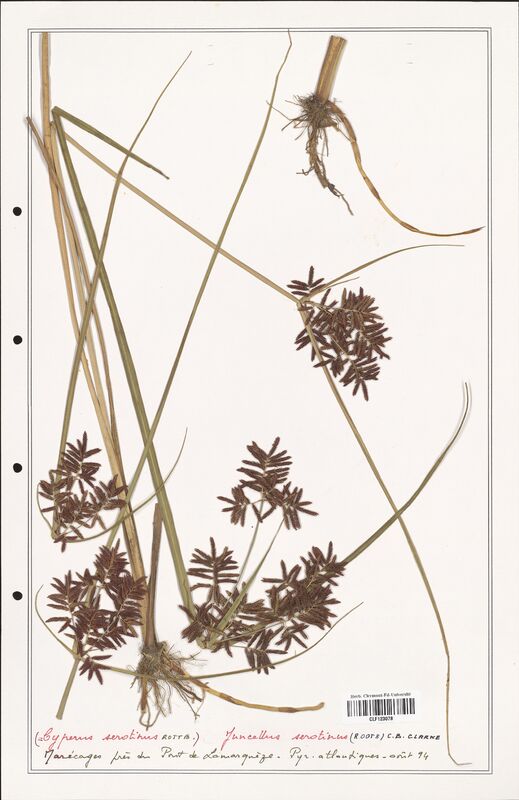 Cyperus serotinus  (Cyperaceae)