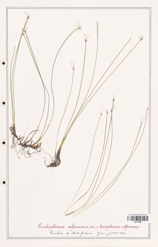 Trichophorum alpinum  (Cyperaceae)