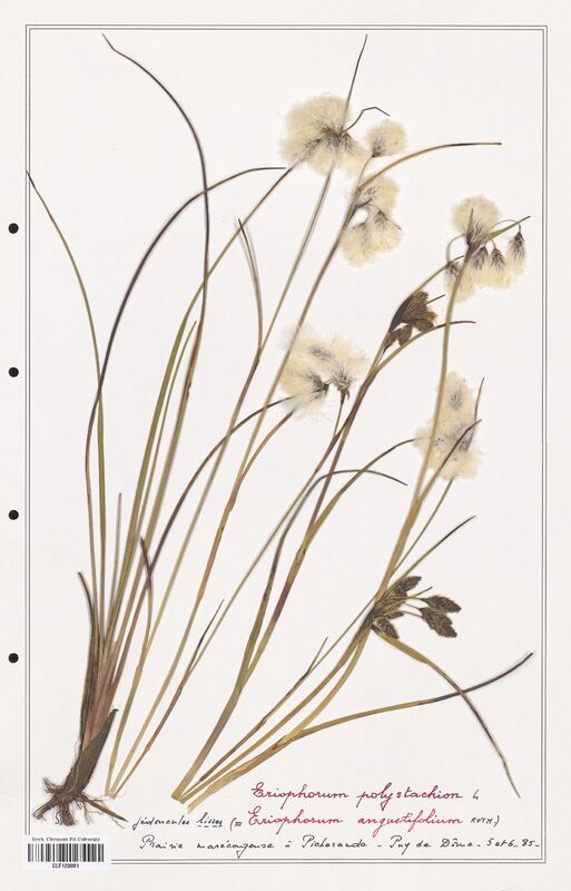 Eriophorum polystachion  (Cyperaceae)