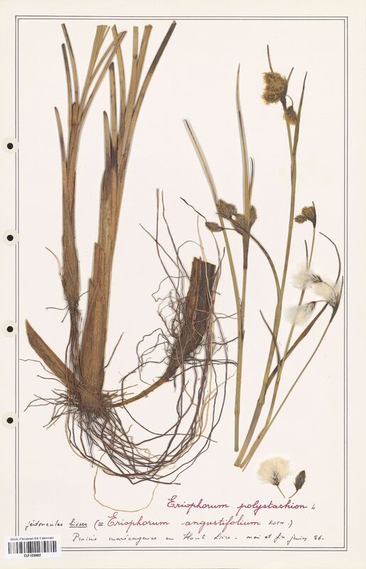 Eriophorum polystachion  (Cyperaceae)