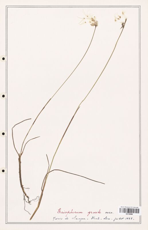 Eriophorum gracile  (Cyperaceae)