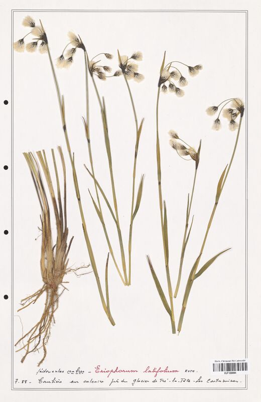 Eriophorum latifolium  (Cyperaceae)