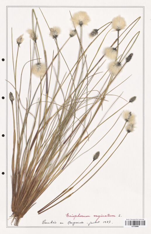 Eriophorum vaginatum  (Cyperaceae)